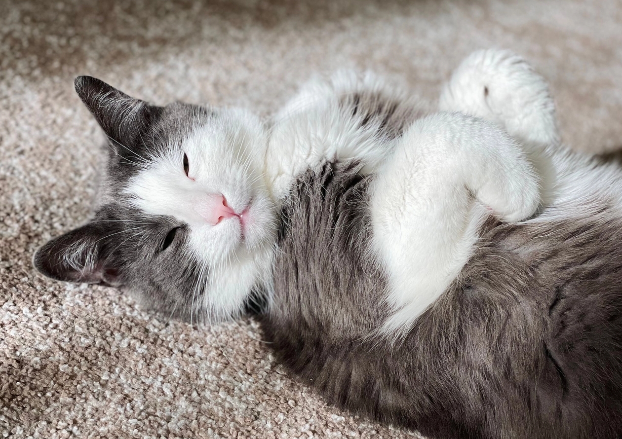 grey and white cat on its back in the sunshine