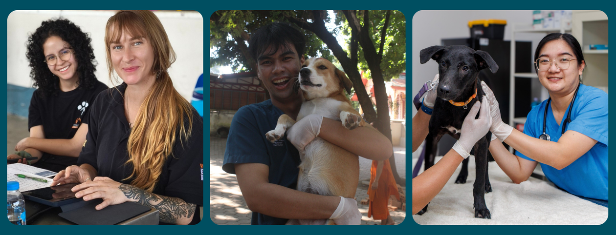 WVS animal care team in Thailand