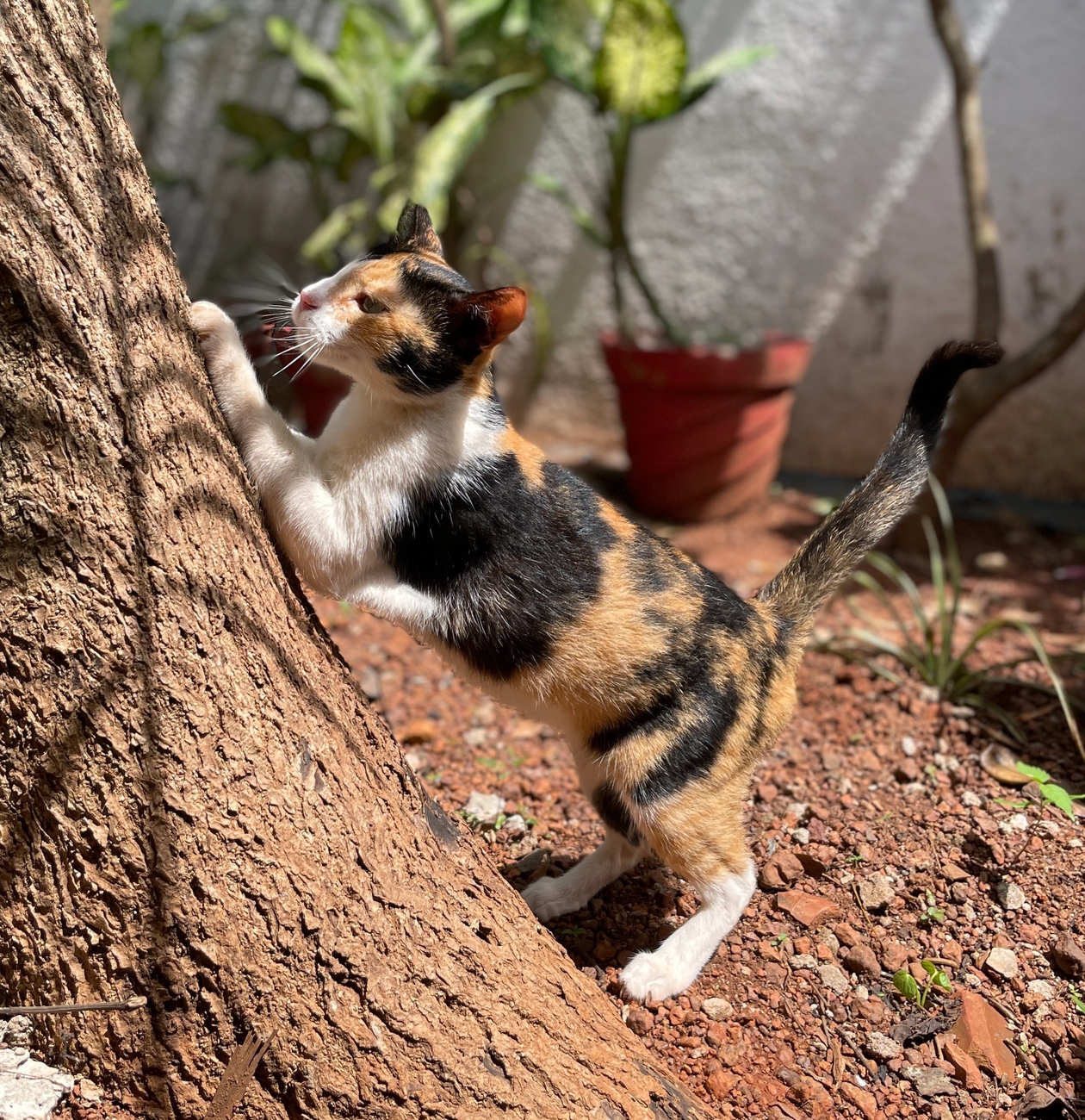 Calico cat Cali scratching on a tree with her front paws at the WVS centre in Goa