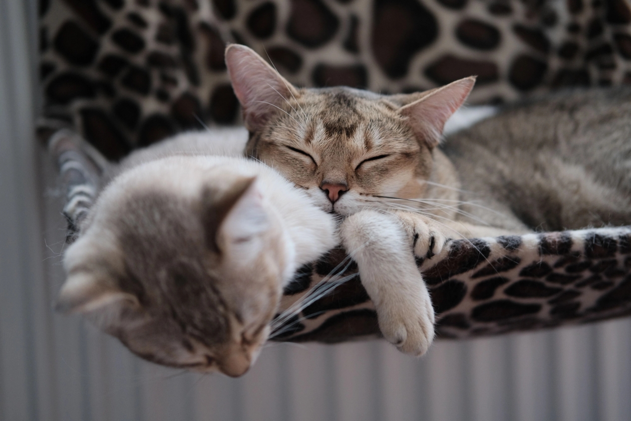 two cats asleep in a radiator bed