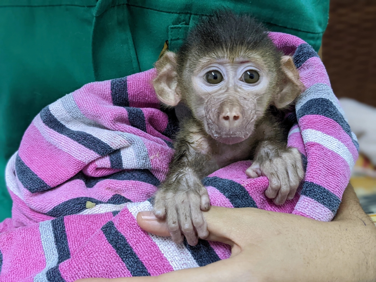 A young baboon wrapped in a towel, holding on to a vet's thumb