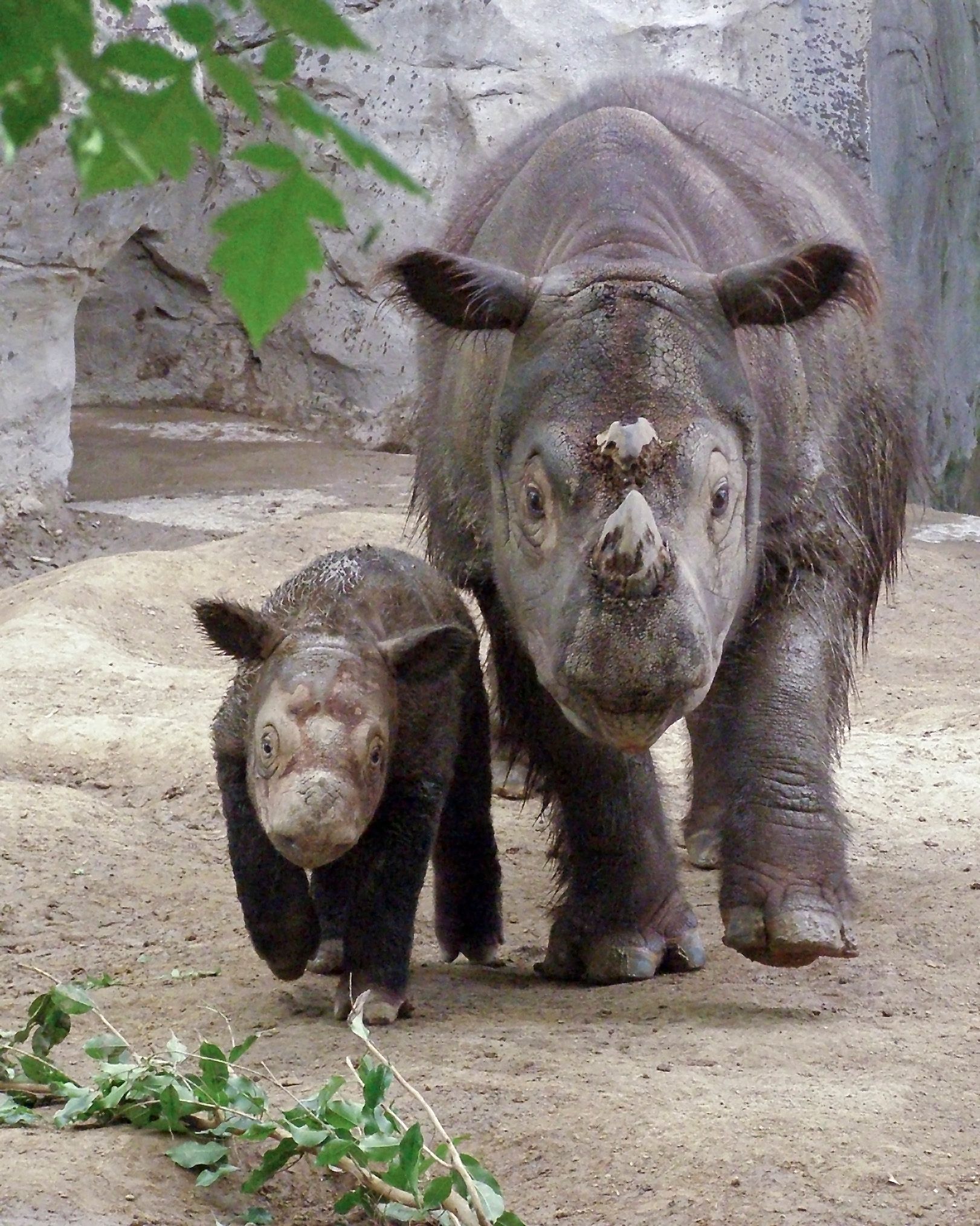 sumatran rhino