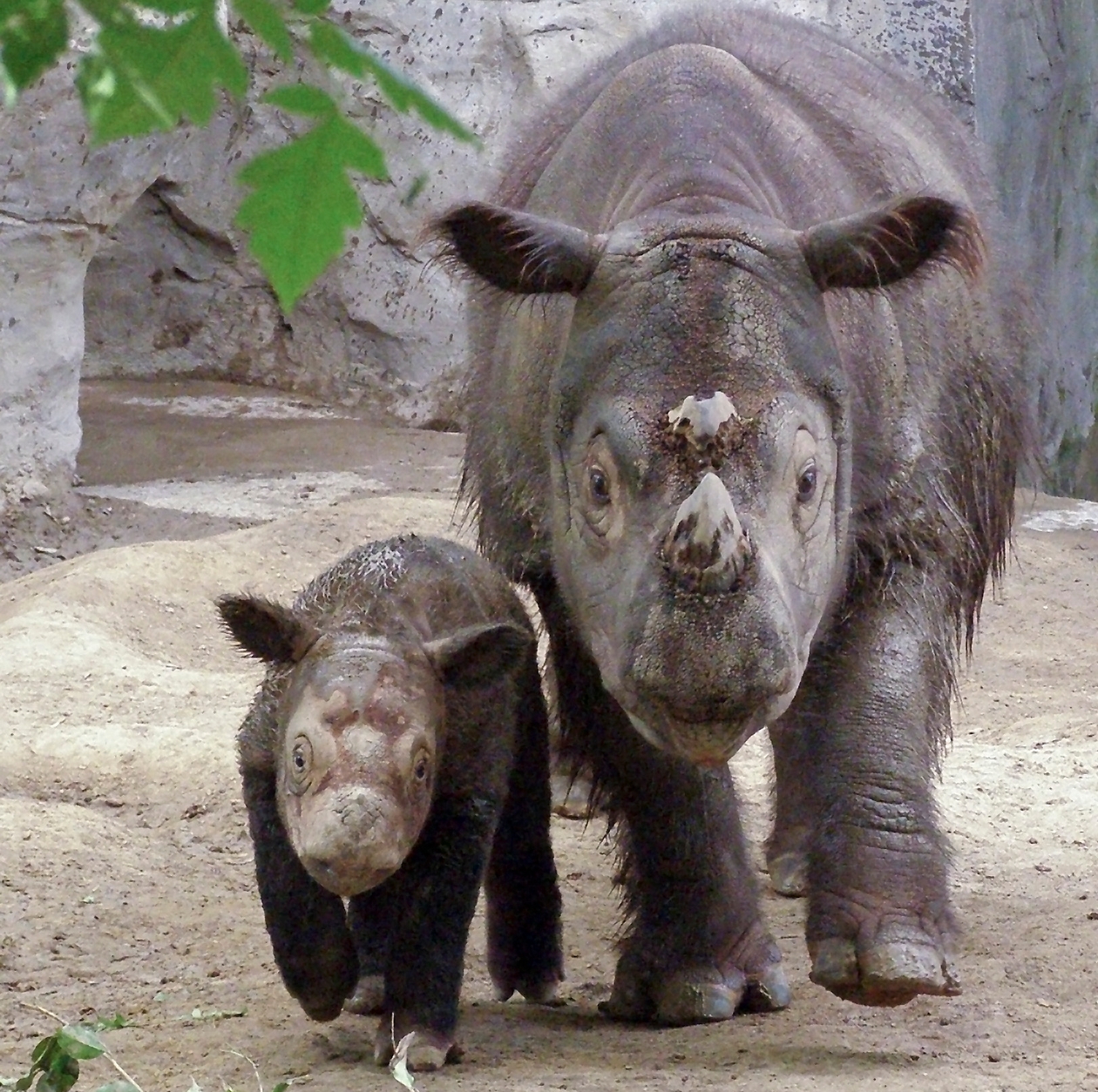 sumatran rhino