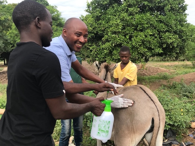 WVS vet and team helping to care for a donkey in Tanzania