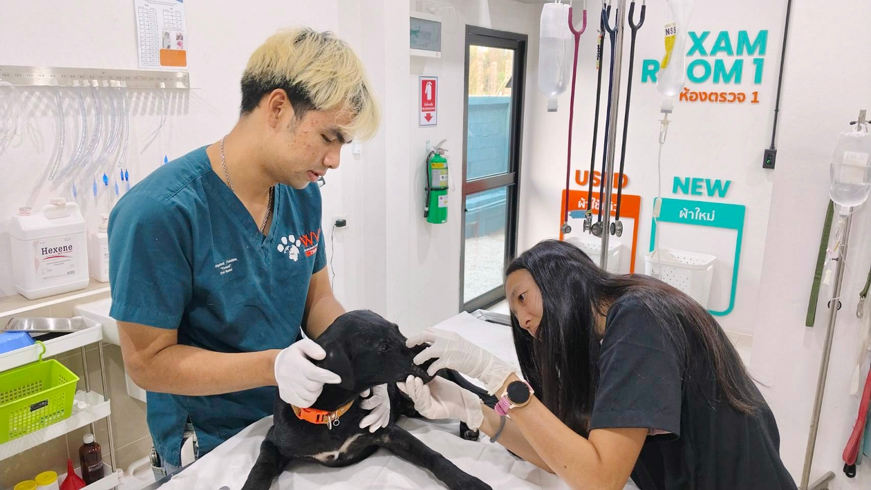 Black doing being checked over by vet care team in a WVS clinic in Thailand