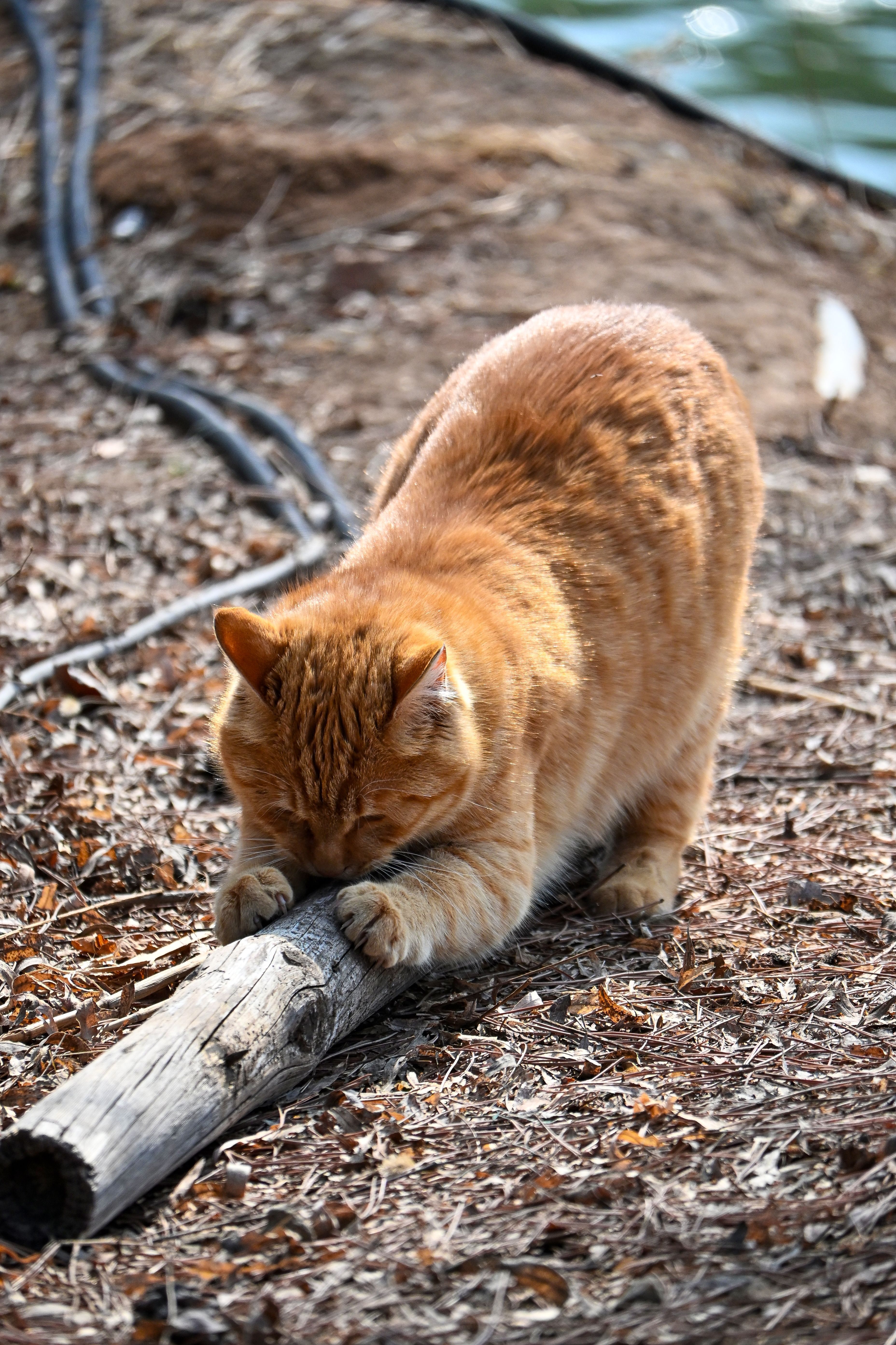 ginger cat scratching a stick outside