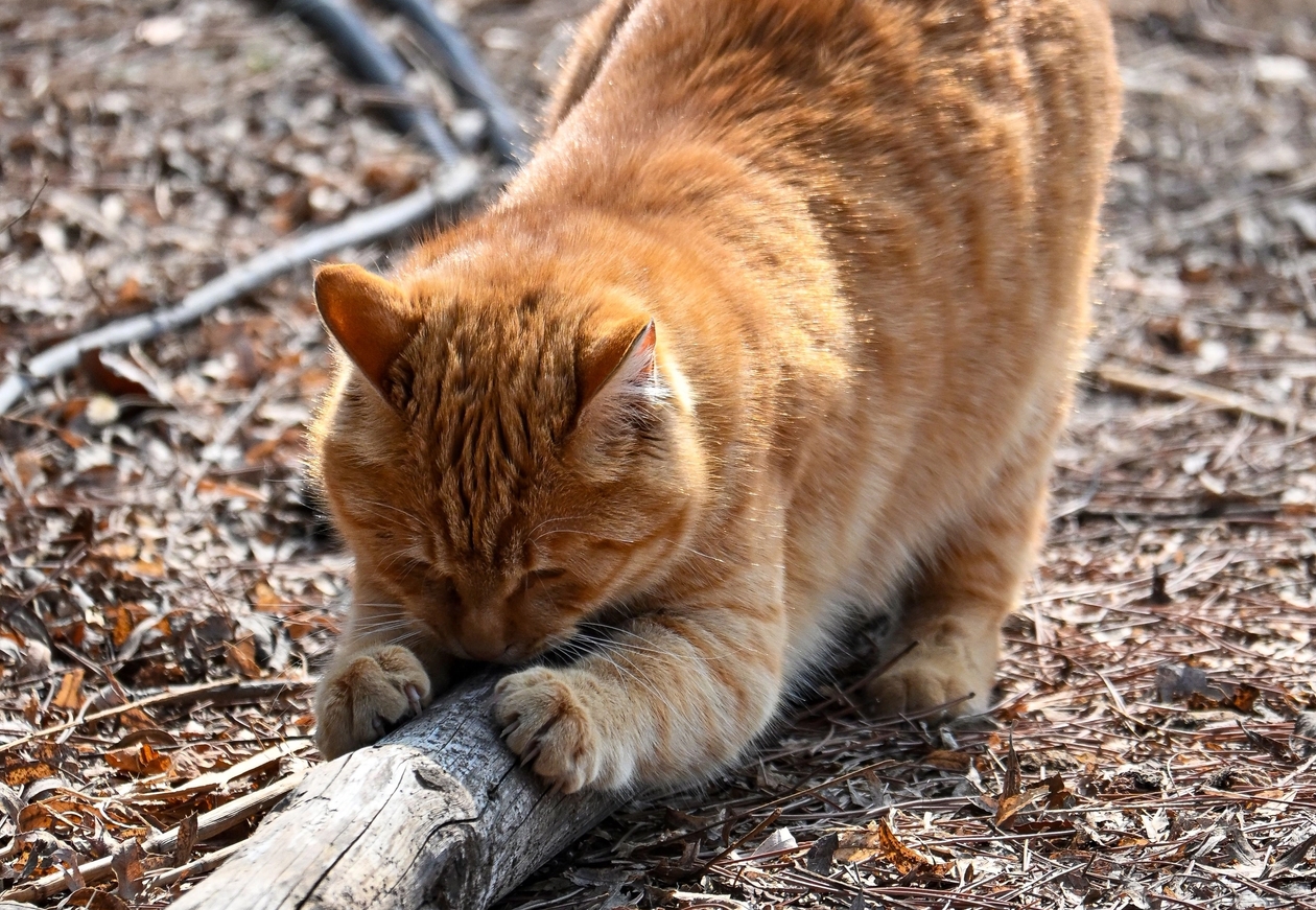 ginger cat scratching a stick outside