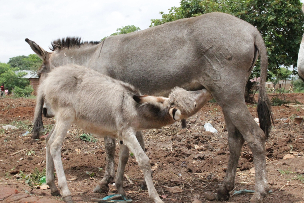 Donkey foal suckling from mother