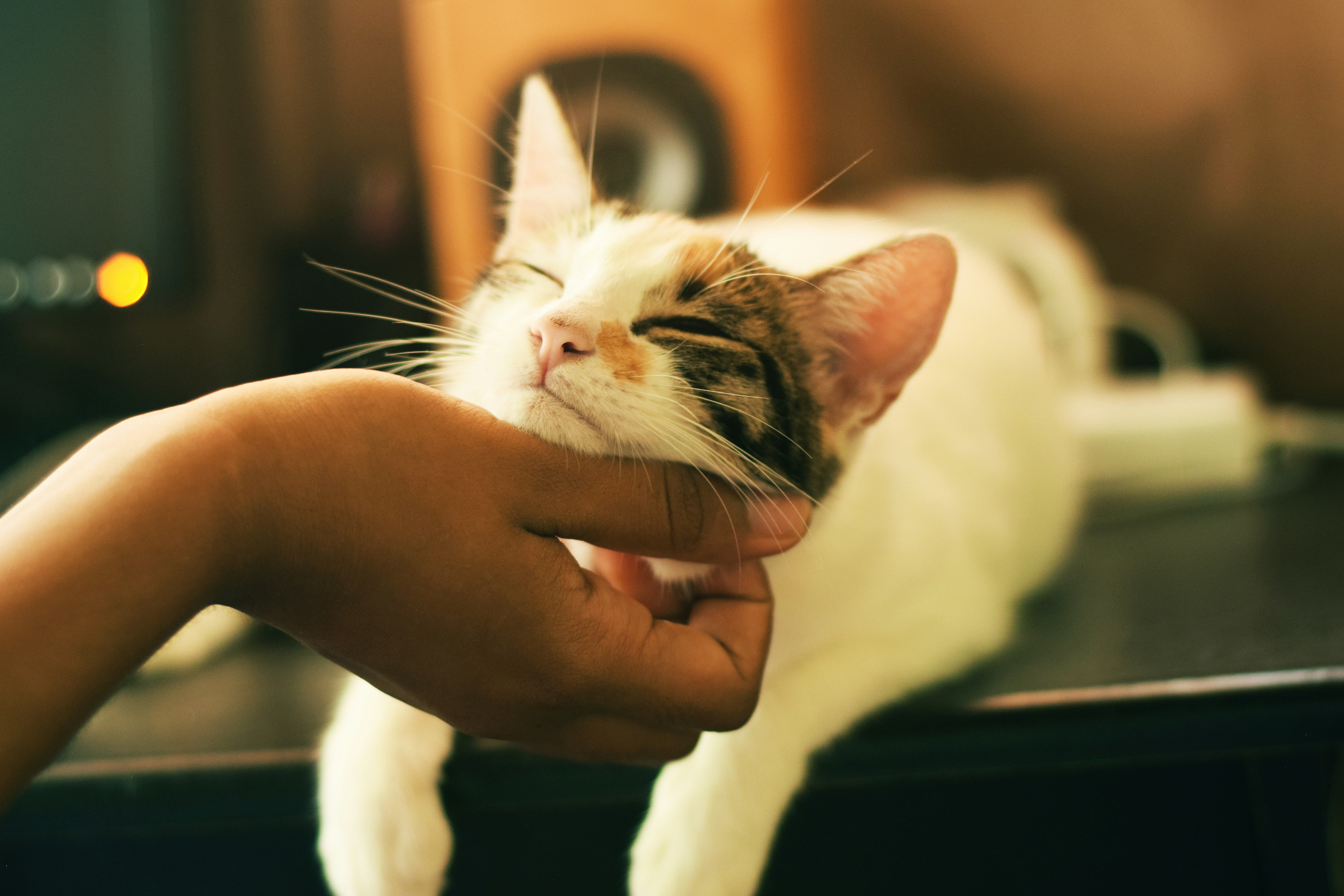 white and calico cat being rubbed under the chin