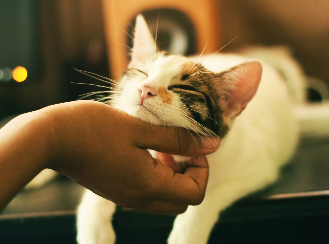 white and calico cat being rubbed under the chin