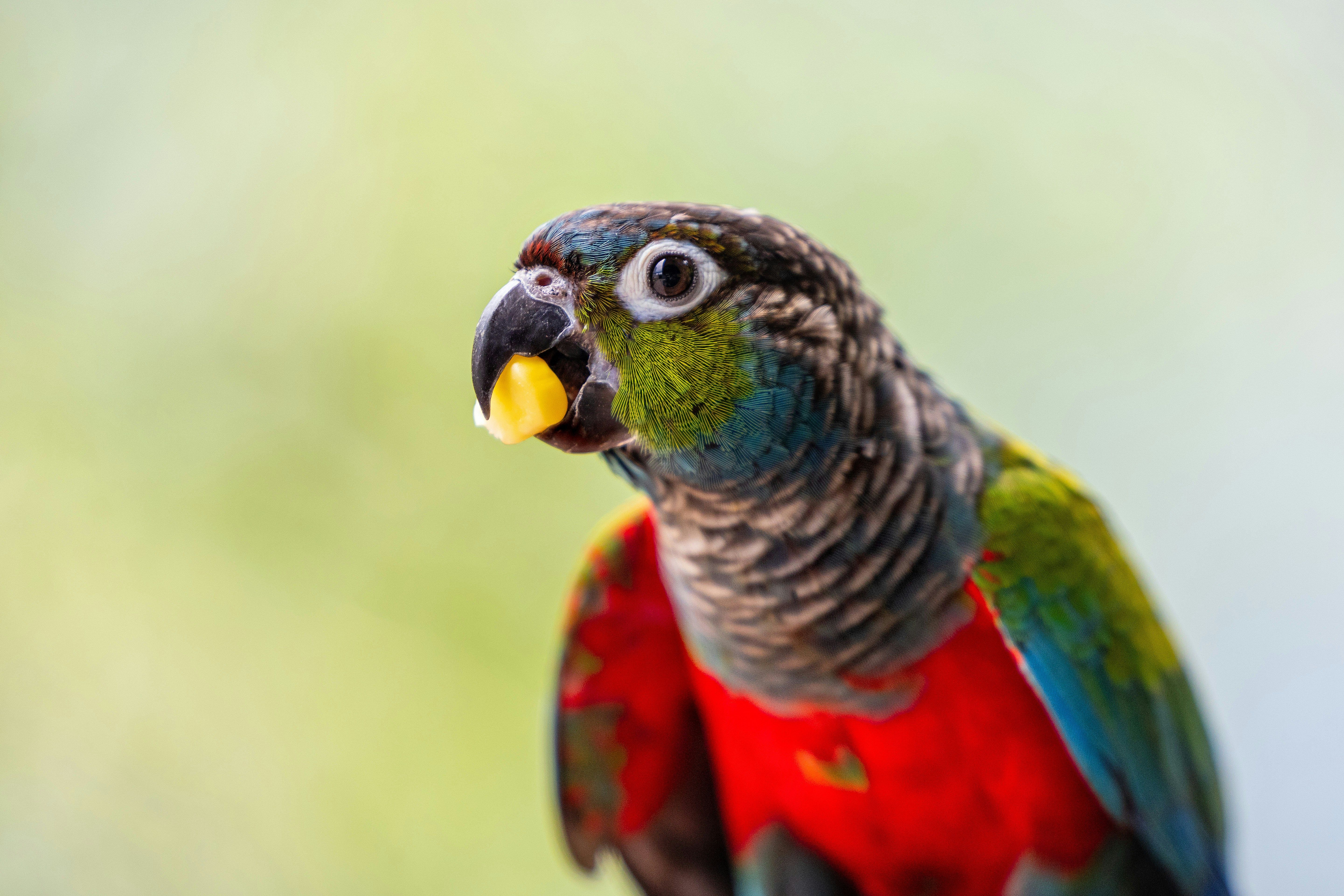 How do birds digest food?