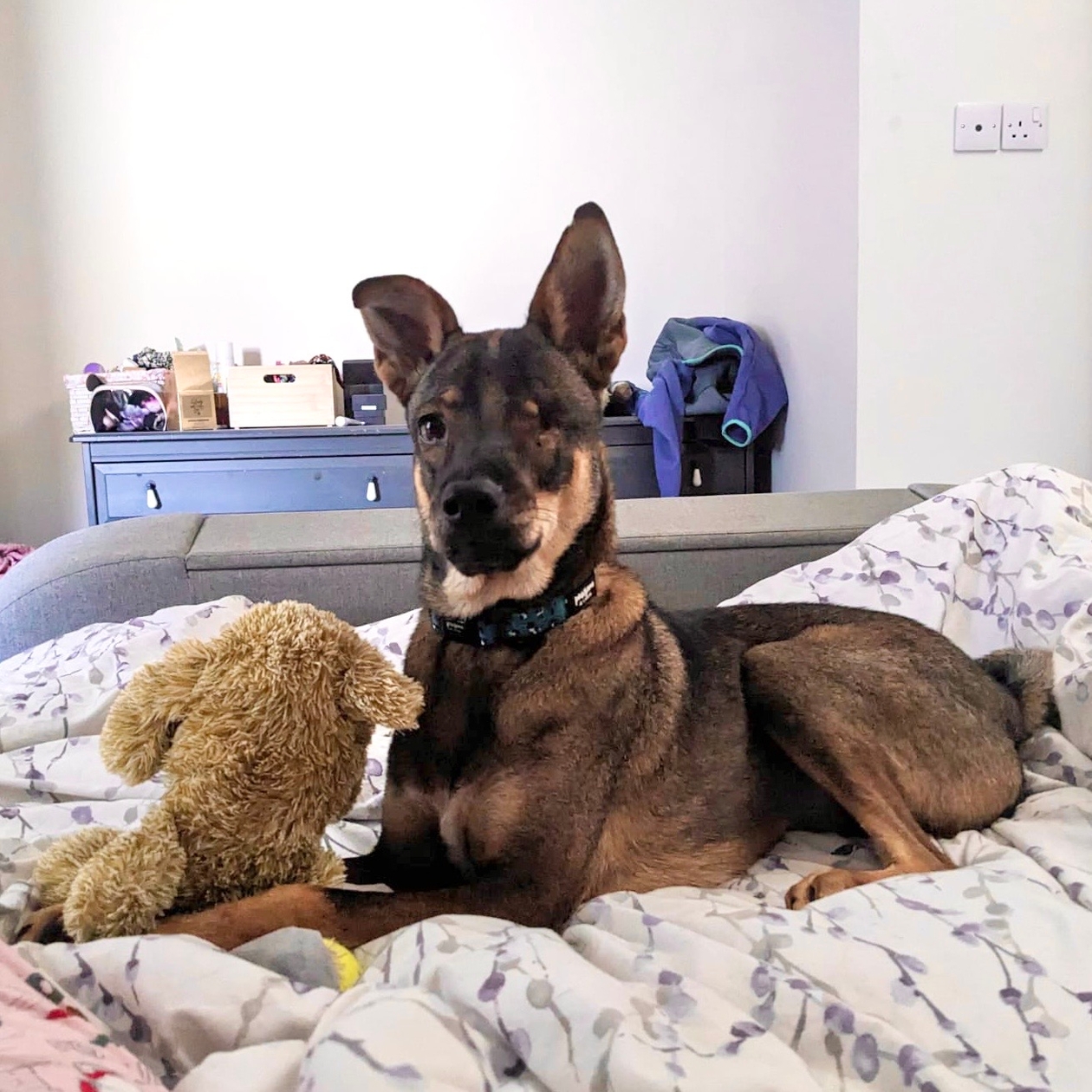 The same dog on a bed holding a cuddly toy between his paws