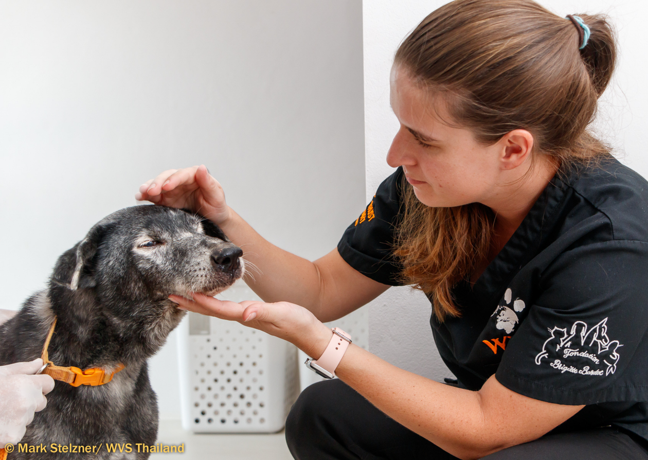 A women, veterinary nurse, with a dog in a veterinary clinic.