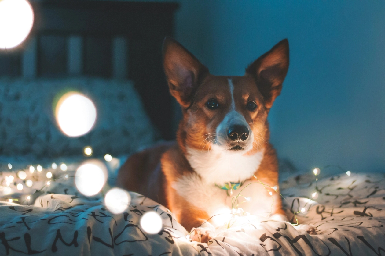 Corgi dog on bed with fairy lights