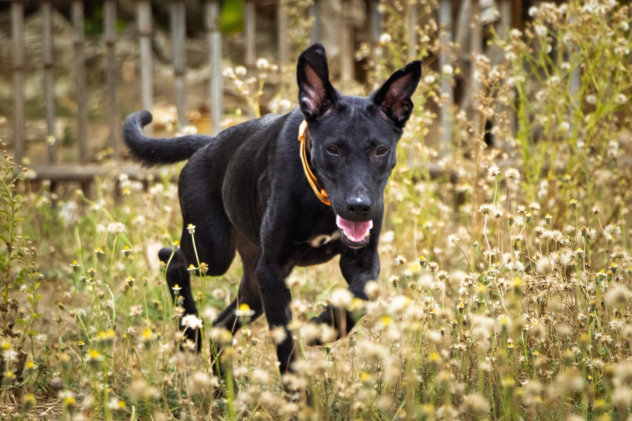 black dog running through an outdoor space at WVS Thailand