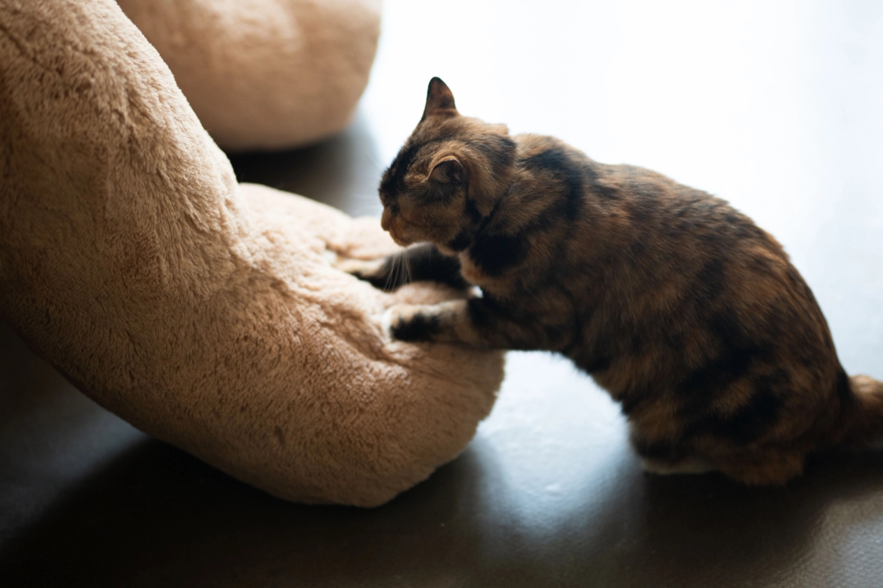 tortoiseshell cat kneading making buscuits on a large teddy bear