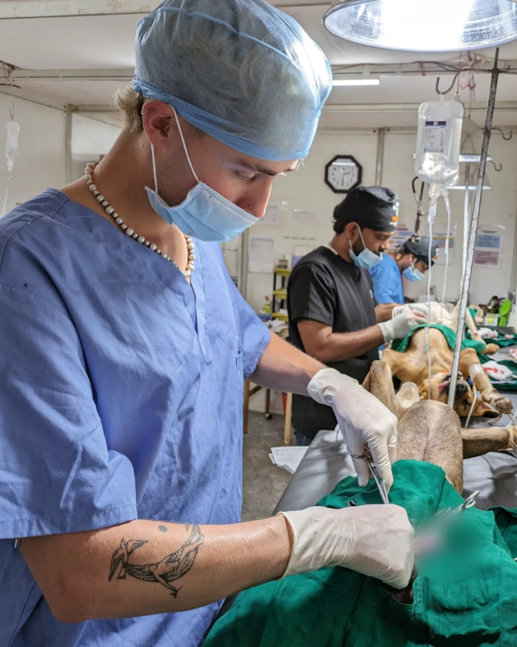 Dr Ben in scrubs performing surgery on a dog.