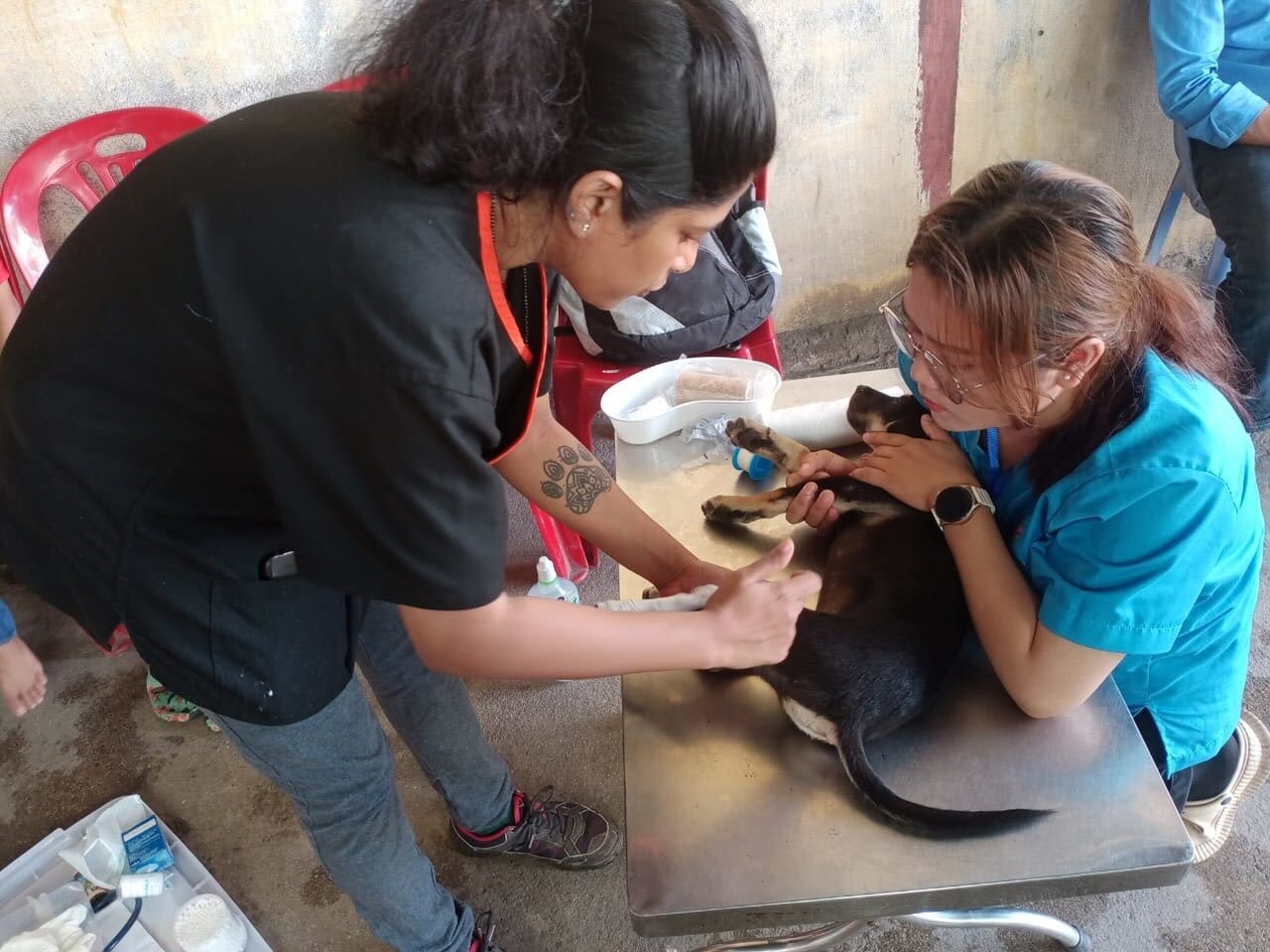 Two women providing veterinary care to a small dog.