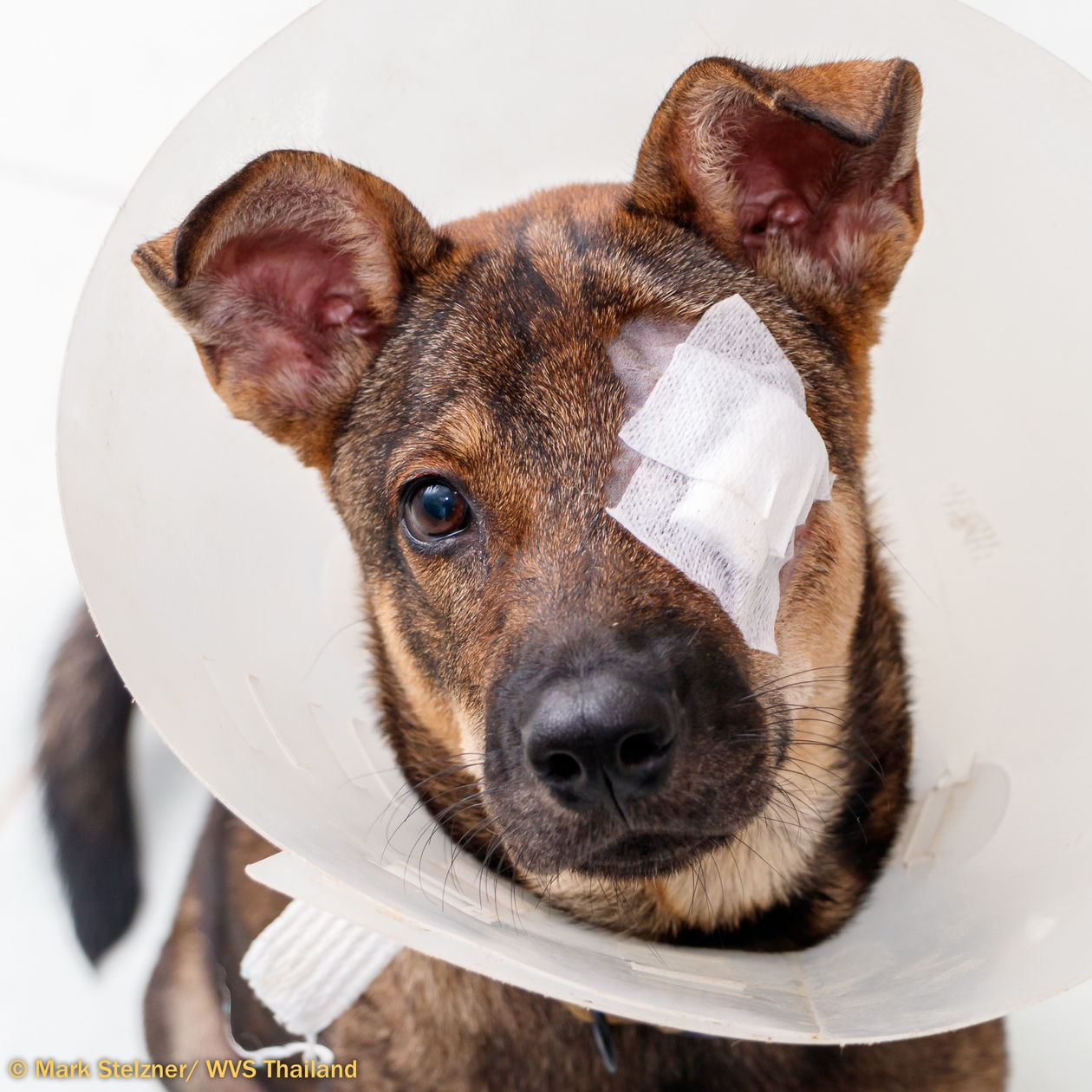 A brown, black and tan puppy with gauze taped over his eye wearing a buster collar