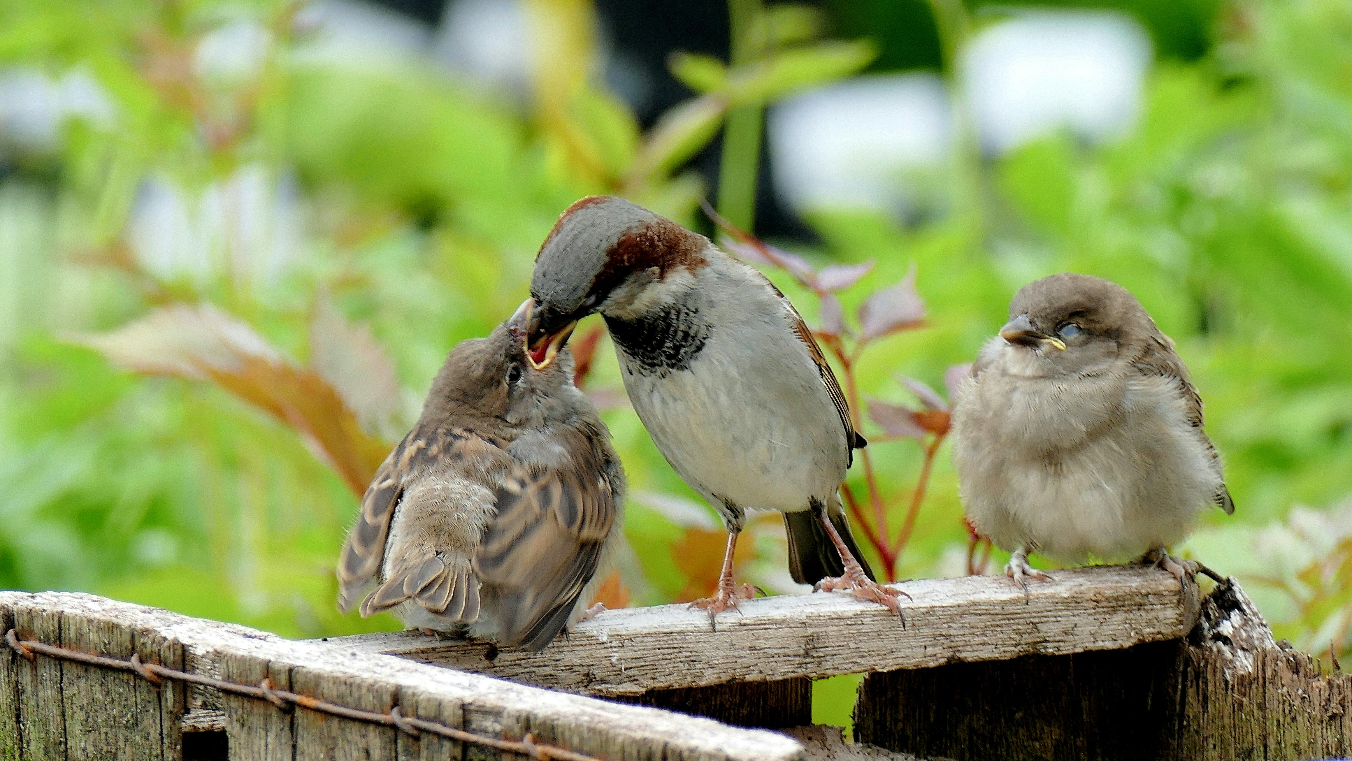 Mother bird feeding baby chick sparrow
