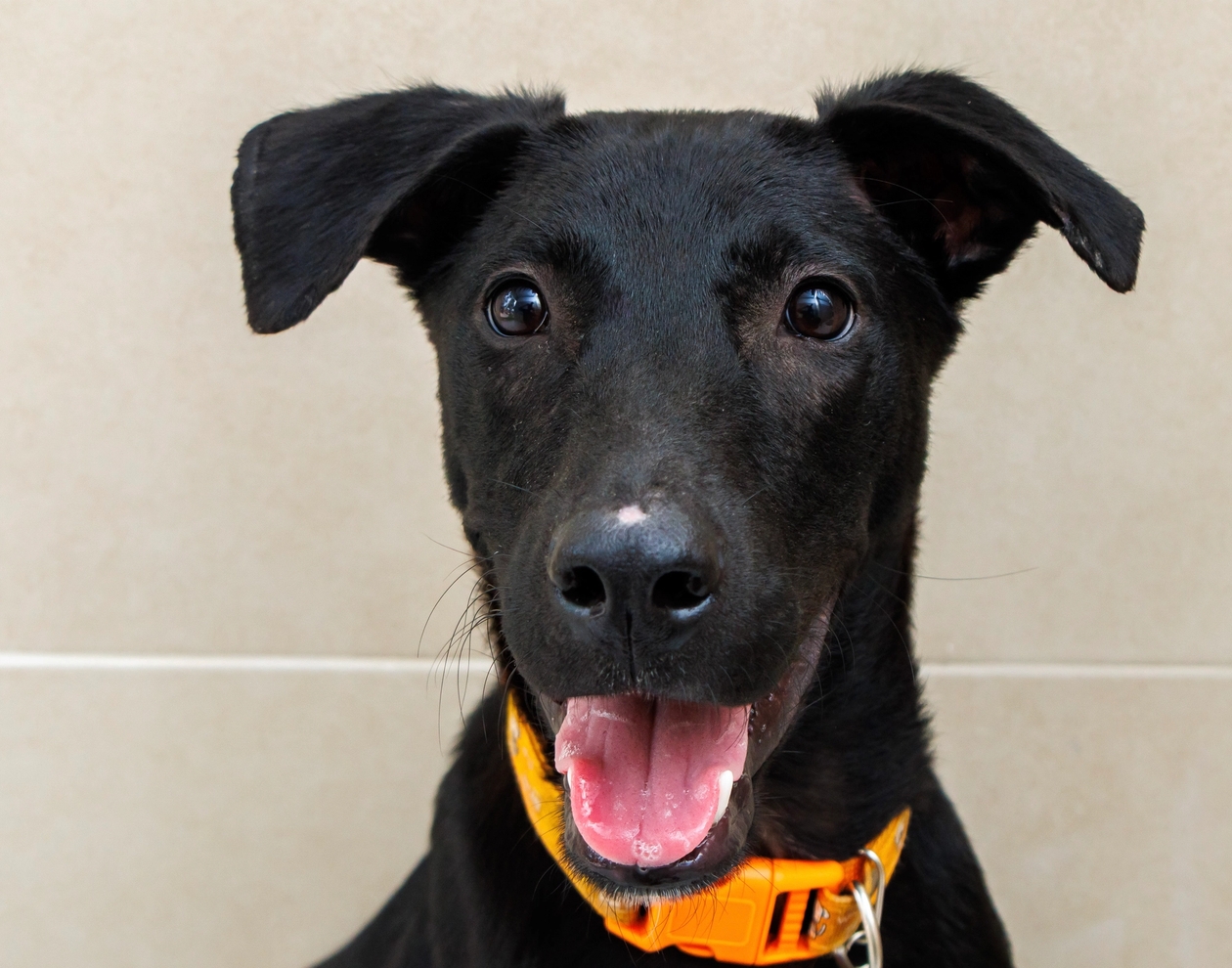 Black dog wearing an orange collar looking happy and healthy