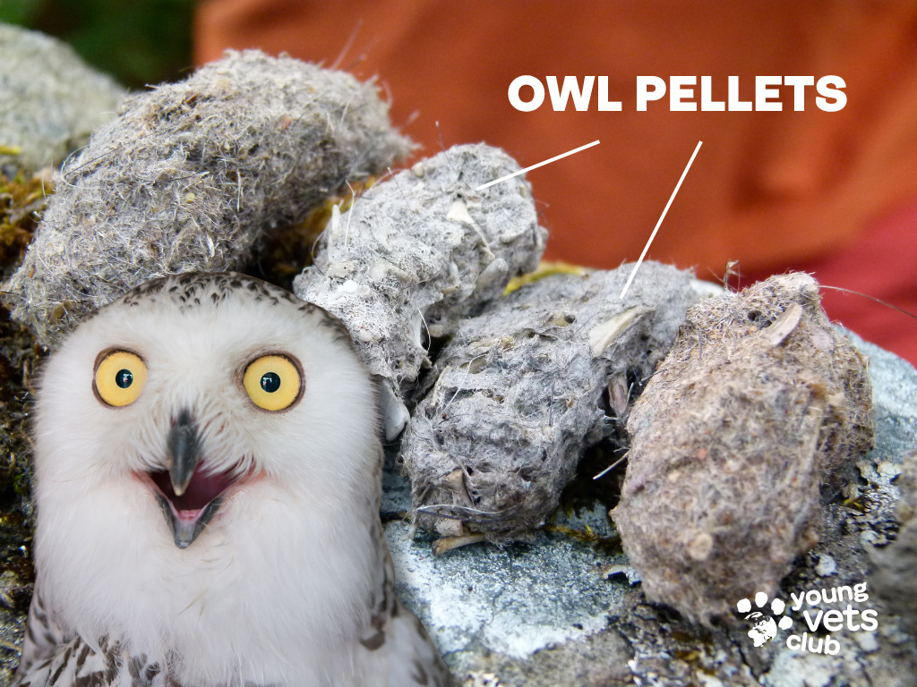 owl pellets young vets club explainer with snowy owl