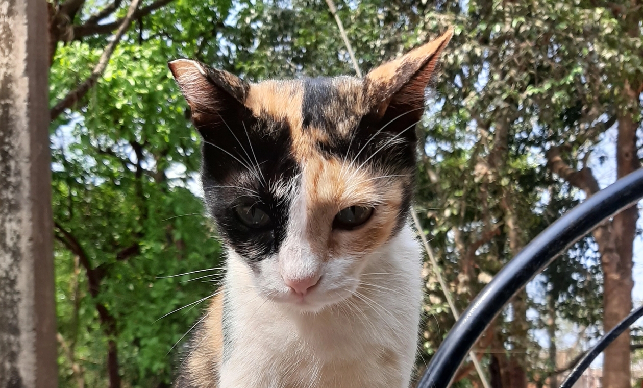 Cali the calico cat sat facing straight at the camera, she is outside with garden foliage visible behind her