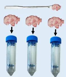 Figure 1 - The brainstem is divided into four aliquots for testing; one for LFA at the time of necropsy, and then three into sample pots for primary lab diagnostic testing, reference lab testing and archive.