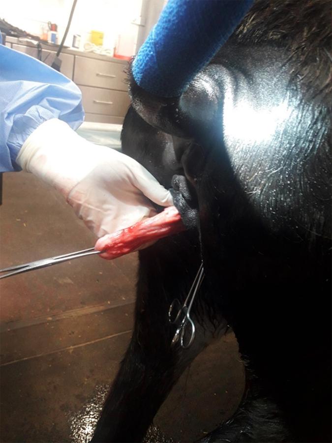 Figure 2 Using an epidural block to remove large vaginal polyps in a pony