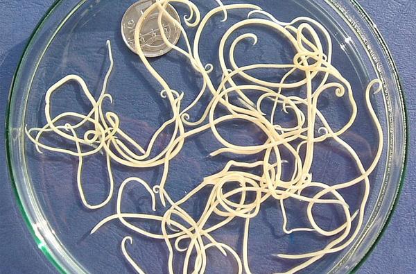 Endoparasites