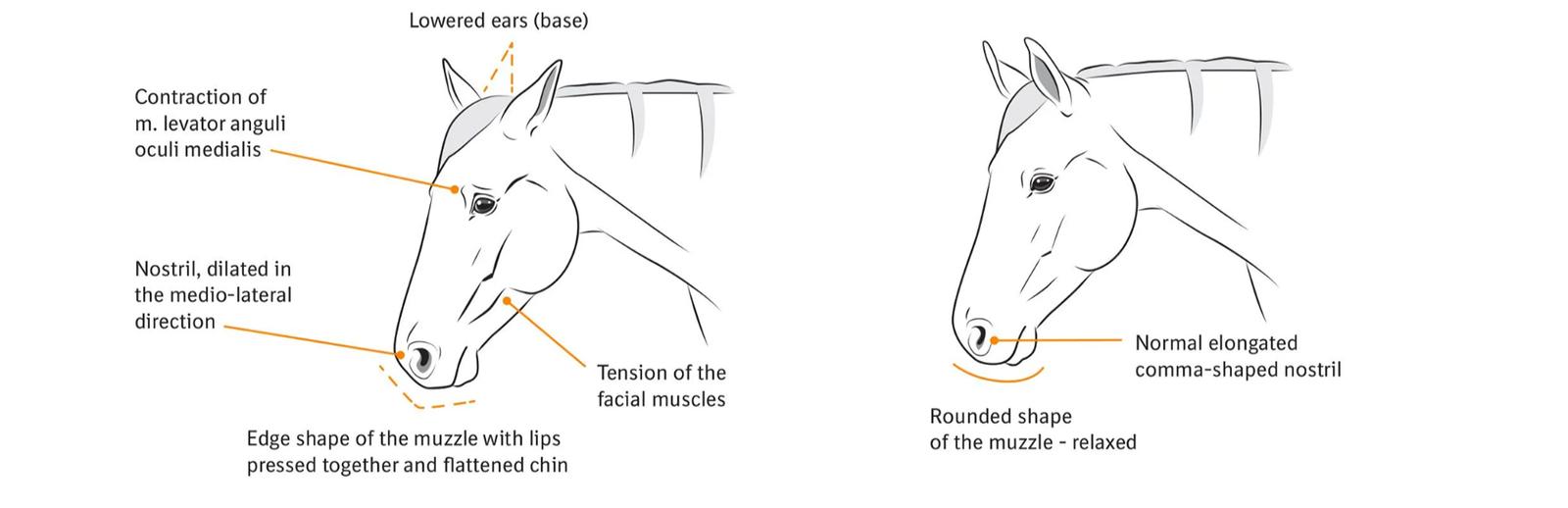 Figure 3 The Equine Pain Face; ©Boehringer Ingelheim Animal Health.