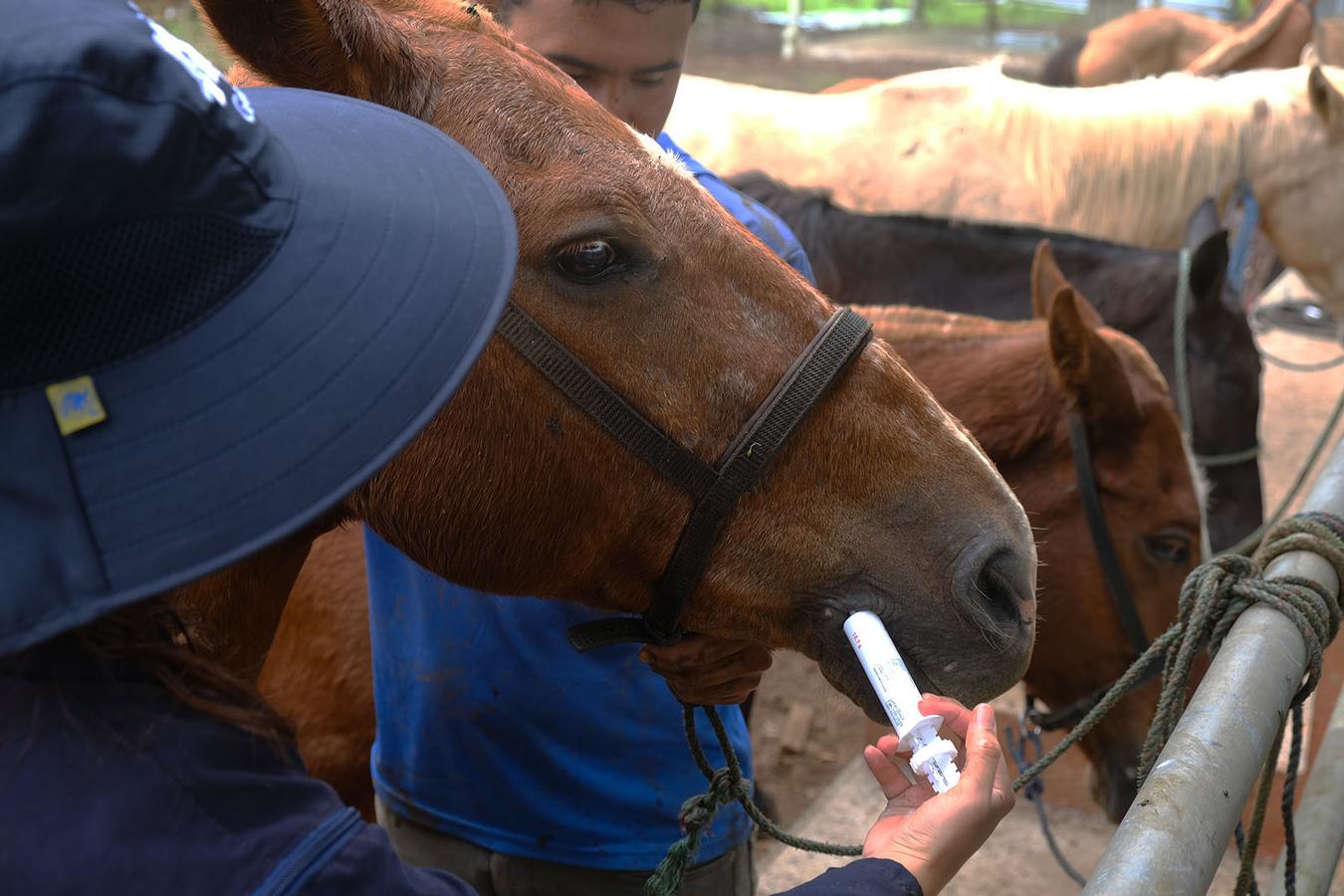 Figure 2 Owners can administer some sedatives as oral pastes