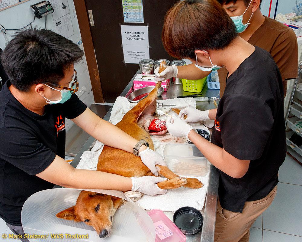 Figure 5 - A dog restrained in a modified lying restraint for wound cleaning.