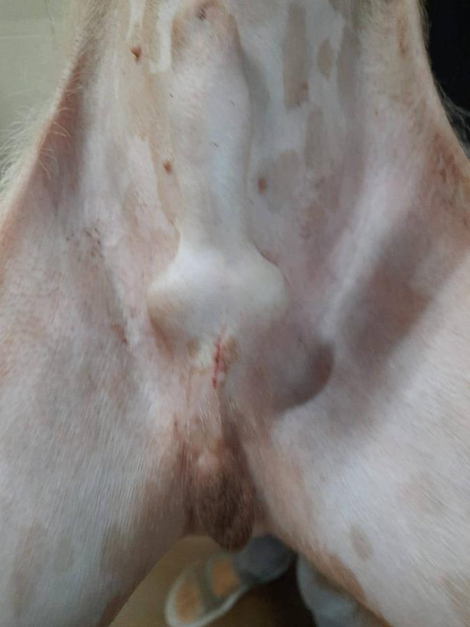 Figure 1 - Score 0. Perfectly apposing wound edges.