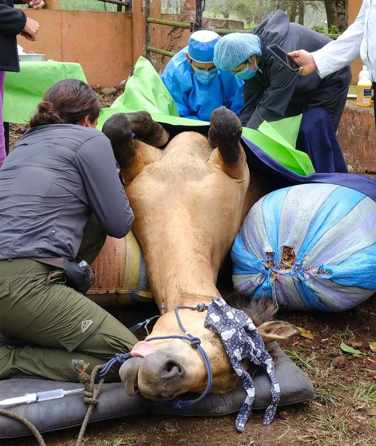 Figure 4 The horse is positioned in dorsal recumbency , supported by straw filled feed sacks, the head is positioned on a supportive cushion. The anaesthetist has easy access to the catheterised vein and has a syringe of top up available if required
