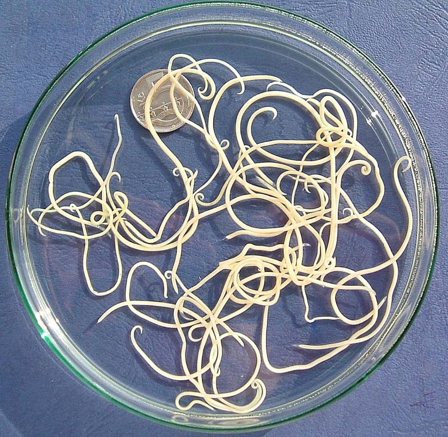 Figure 1 Roundworm (image courtesy of the Centres for Disease Control and Prevention)