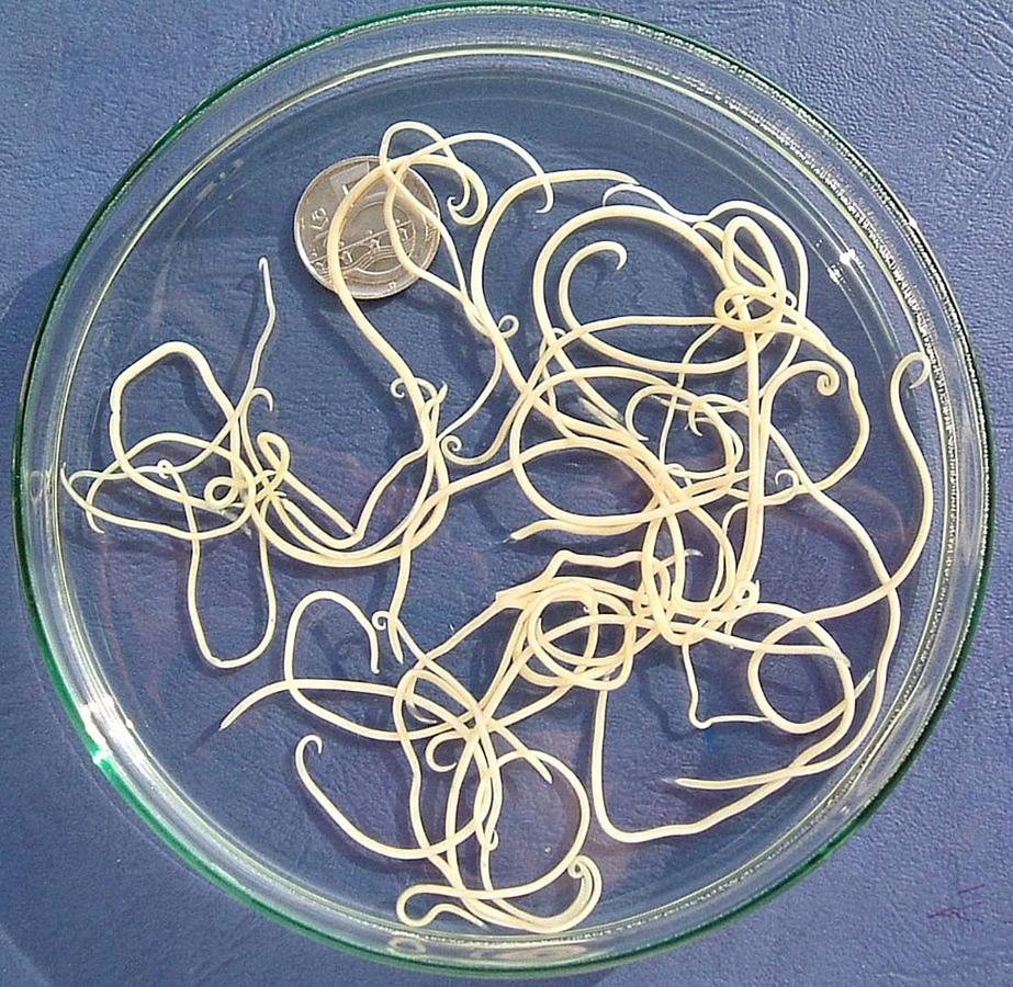 Figure 1 Roundworm (image courtesy of the Centres for Disease Control and Prevention)