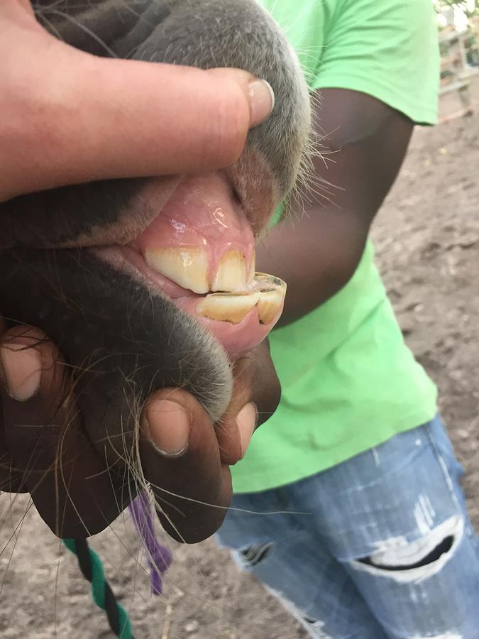 Figure 1 — Appropriate diagnostic tools can help you identify organs affected, which narrows your differential diagnosis list. In absence of appropriate diagnostic tools, a diagnosis by exclusion and treatment may be necessary.