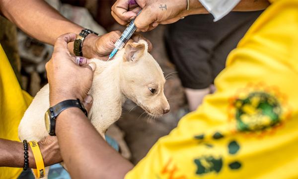 Parenteral Vaccination