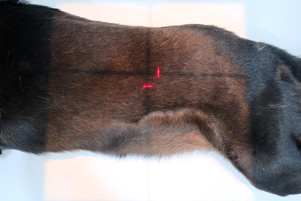 Figure 3 — The patient is in right lateral, with the beam centred (middle of the cross) to the middle abdomen. Collimation is too wide and should be brought closer to the dorsal and ventral skin edges.
