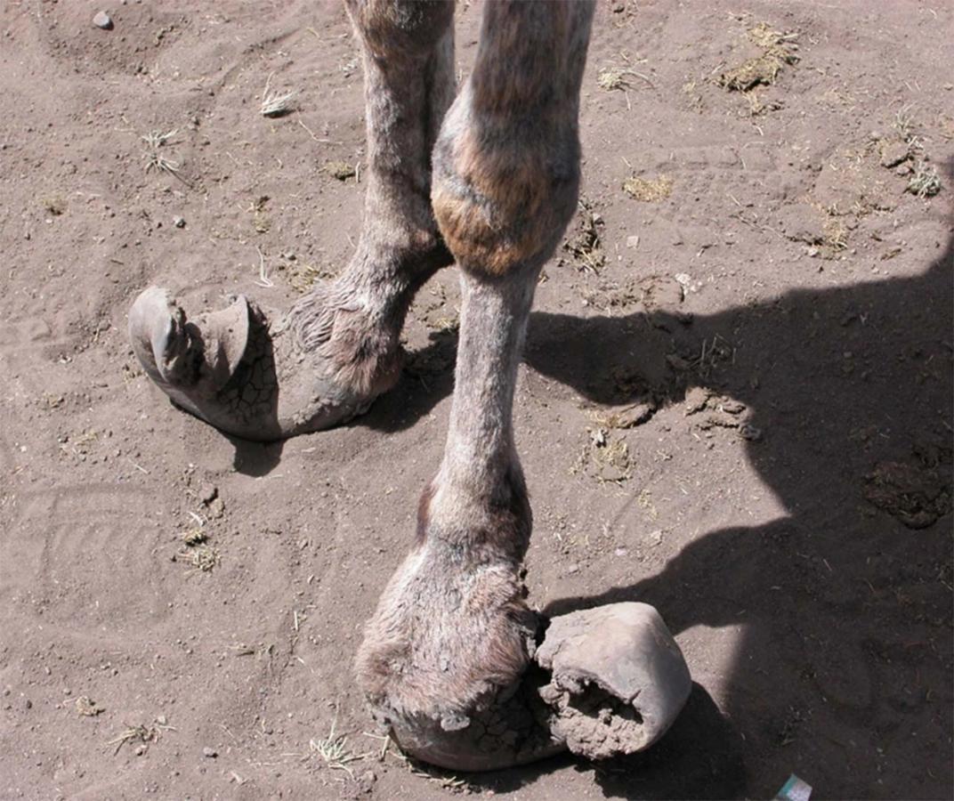 Figure The hoof horn is a continually growing keratinous structure that needs to be trimmed or be naturally worn off. Failure to do so (either for lack of farriery, or if the animal is not weightbearing and wearing the hoof off naturally) can result in grossly deformed hooves.