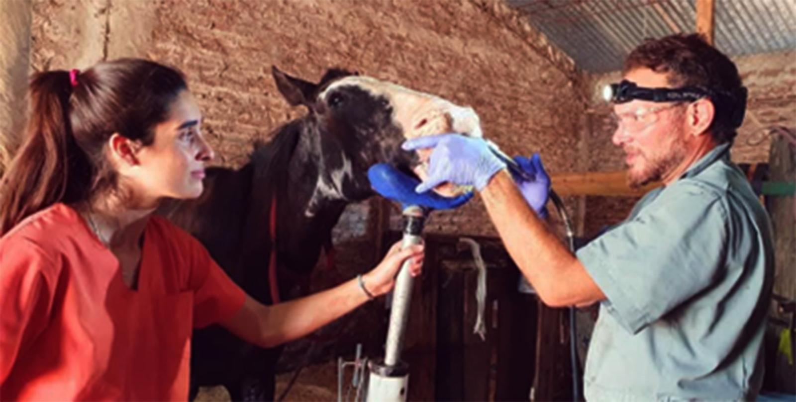 Figure 1 Serrata noseband used without padding has injured this donkeys nose