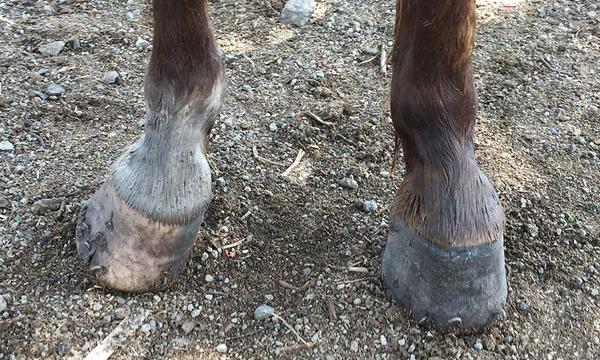 Hoof