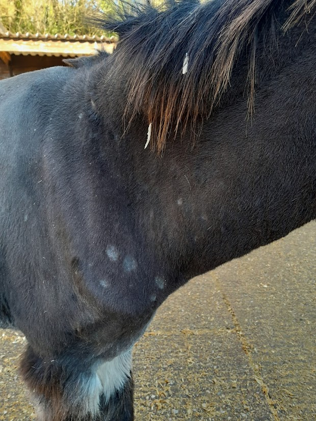 Figure 1, lesions that resemble dermatophytosis on the shoulder of a donkey, suitable for sampling using hair plucks from the edge