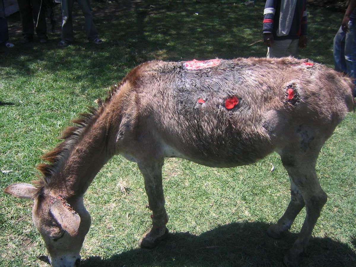 Figure 2 Multiple harness related wounds on a donkey in Ethiopia
