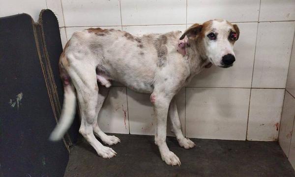 Animal Treatment