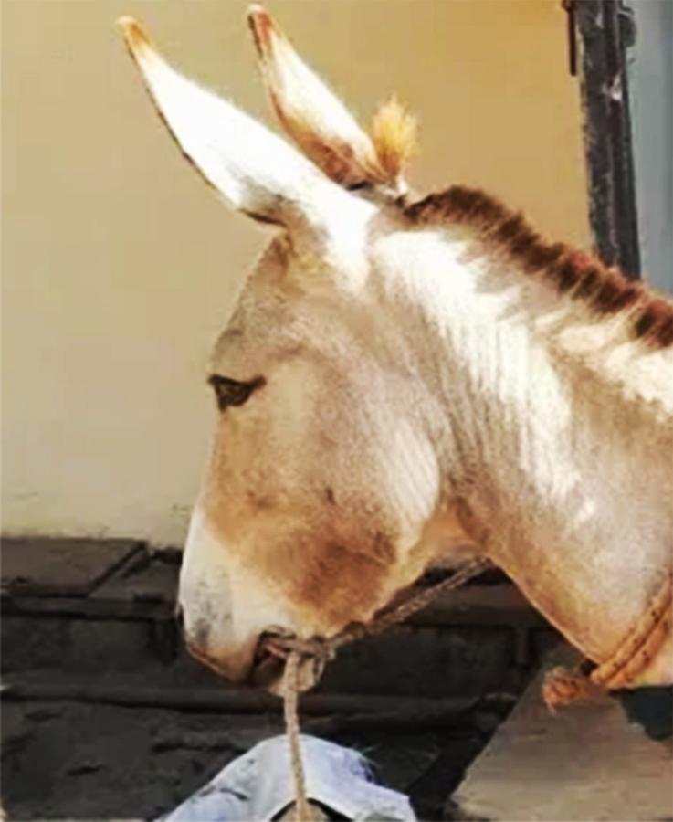 Figure 2 The use of a rope through the mouth and around the lower jaw