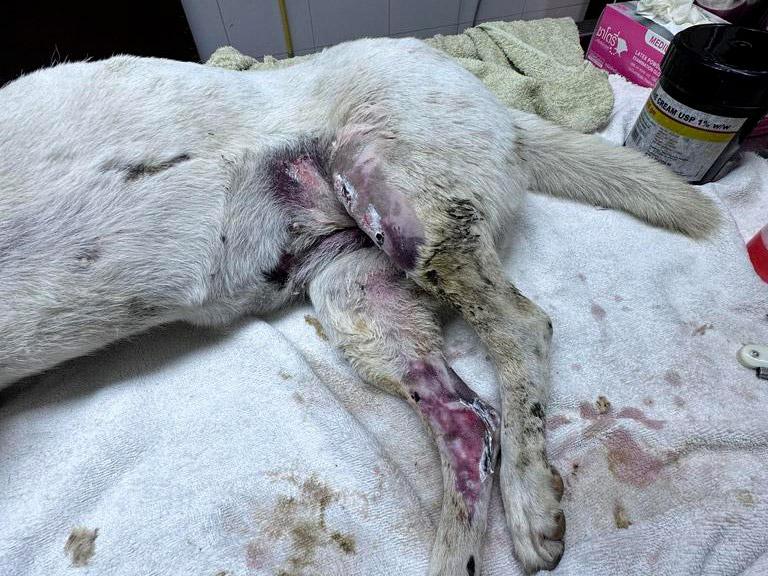 Figure 5 — A dog hit by a car and unable to walk. This patient was subjected to abdominal and thoracic x-rays alongside limb radiographs to look for injuries to other organs, as well as fractures.