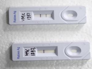 Figure 3 - Two LFDs showing a negative test result (left) and a positive test result (right)