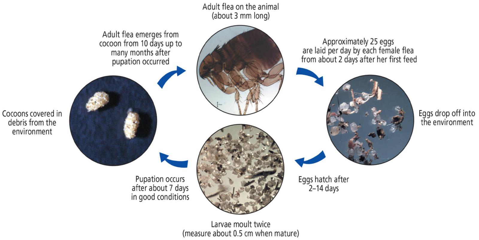 Figure 1 - The lifecycle of the flea. (© BSAVA. Reproduced with permission from the BSAVA Textbook of Veterinary Nursing, 5th edition)